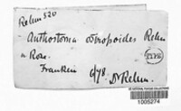 Image of Lopadostoma ostropoides